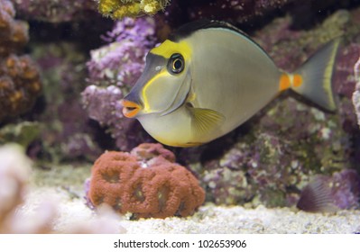 Naso Lituratus Acanthuridae Tropical Fish Orangespine Unicornfish