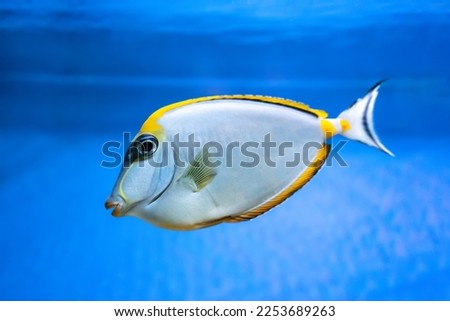 Naso Lituratus Acanthuridae tropical fish, Orangespine unicornfish in aquarium blue water. Ocean, marine, aqueatic, underwater life. 