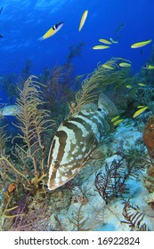 Nassau Grouper