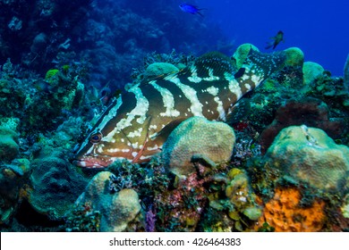 Nassau Grouper