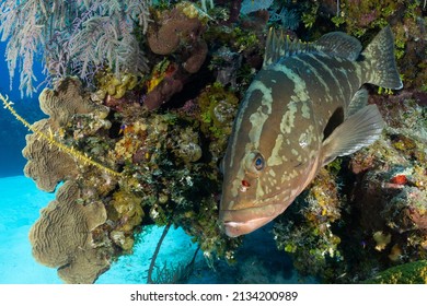 A Nassau Grouper Blends In With The Tropical Coral Reef Which Provides His Habitat. This Predator Is Important To The Ecosystem And Food Chain But The Species Is Endangered