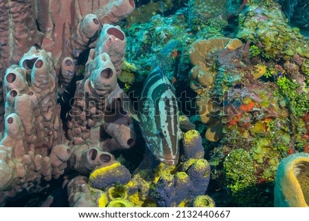 A nassau grouper has nestled itself into a section of reef on Bloody Bay Wall in Little Cayman. The big fish blends in among the sponge and coral that make up his habitat