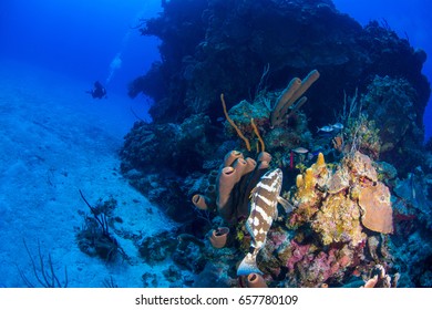 A Nassau Grouper Hunting For Food