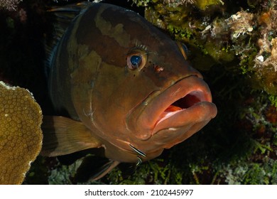 A nassau grouper lurking in a hole in the reef has some cleaner gobies on his face. The fish at this cleaning station are enacting a symbiotic relationship