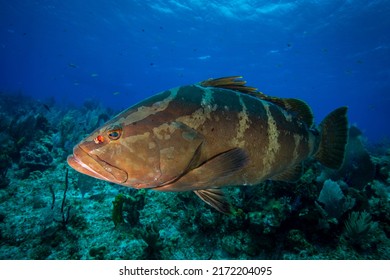 Nassau Grouper swimming underwater at Little Cayman in. the Caribbean - Shutterstock ID 2172204095