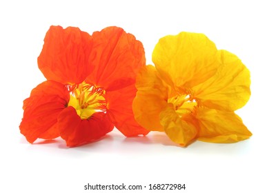 Capucine Fleur Images Stock Photos Vectors Shutterstock