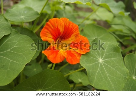 nasturtium