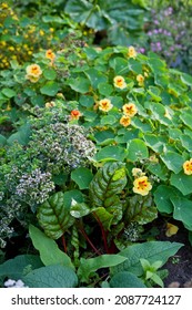 Nasturtium Flowers In The Vegetable Garden -  Edible Plants -  Nasturtium Officinale.