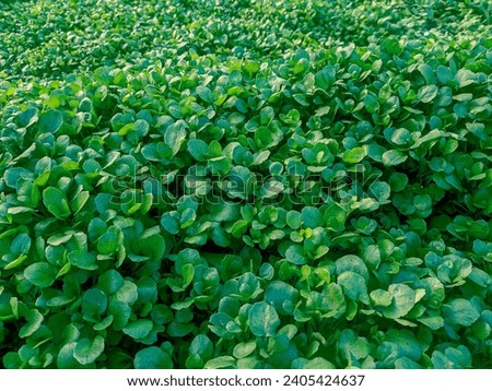 Nasturtium officinale, N. microphyllum or Watercress is a leafy green plant that grows in freshwater or flowing water. Its leaves are usually small, round, and dark green with a slightly crisp texture