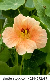 Nasturtium Salmon Gleam (Tropaeolum Majus 'Salmon Gleam')