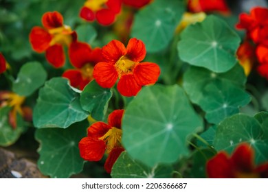 Nasturtium, South American trailing plant with round leaves and bright red ornamental edible flowers. Close up with selective focus. - Shutterstock ID 2206366687