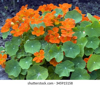 Nasturtium; Tropaeolum Majus