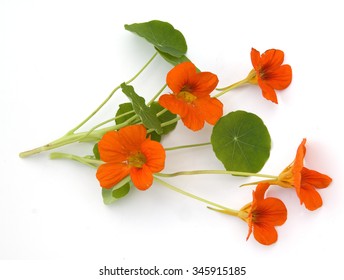 Nasturtium; Tropaeolum Majus