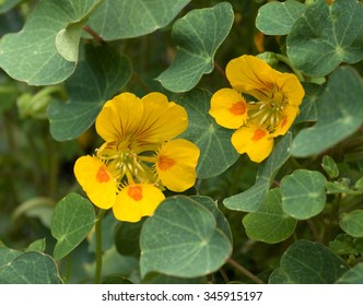 Nasturtium; Tropaeolum Majus