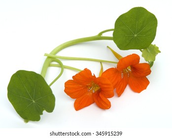 Nasturtium; Tropaeolum Majus