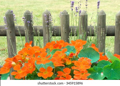 Nasturtium; Tropaeolum Majus