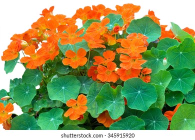 Nasturtium; Tropaeolum Majus