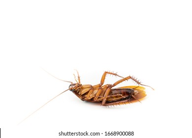 Nasty Cockroach Spread Disease Overhead White Background