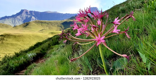 Natal Drakensburg Mountains