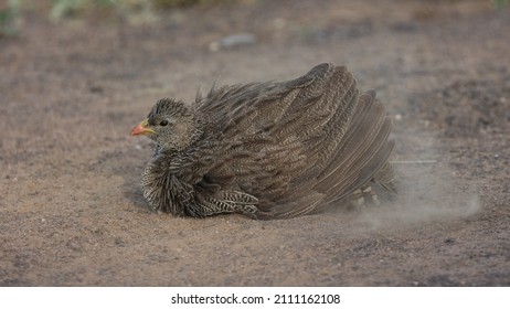 Natal Spurfowl Taking A Dust Bath