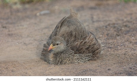 Natal Spurfowl Taking A Dust Bath