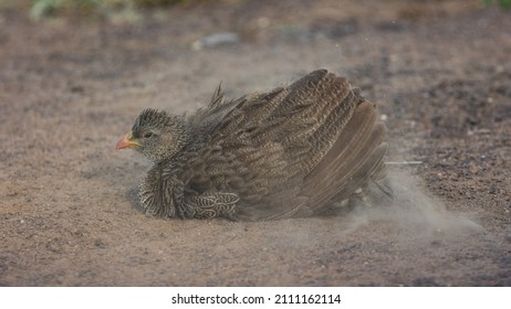 Natal Spurfowl Taking A Dust Bath