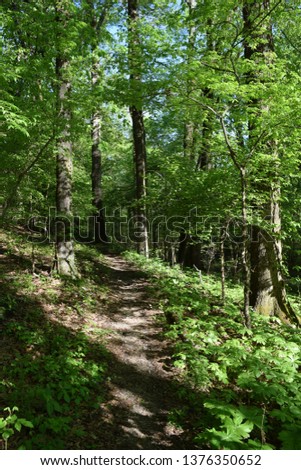 Natchez Trace Trail through forest in Mississippi