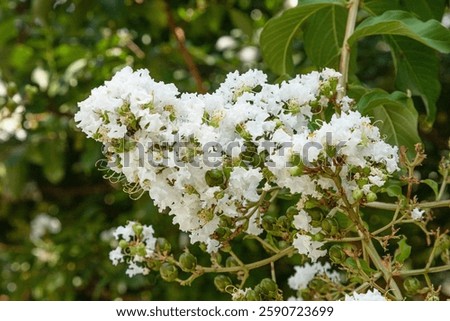 Natchez White Crape Myrtle Tree blooming. Nashville.