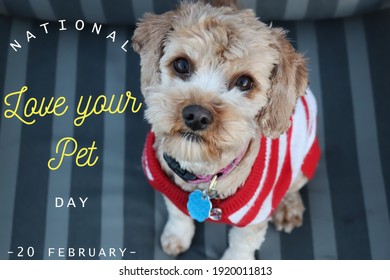 Nation Love Your Pet Day, 20 February, Text On Image