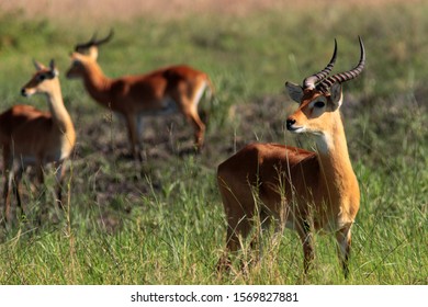 The National Animal of Uganda, the Uganda Kob, is a grazer found on open grasslands in large breed herds where dominant males hold displaying territories called leks
