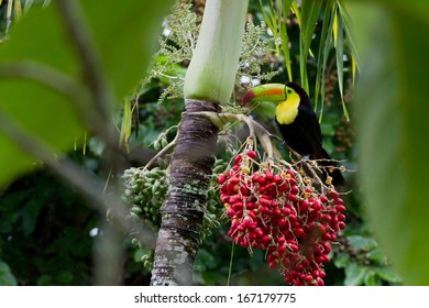 The National Bird Of Belize, Keel Billed Toucan Perched On A Palm Tree