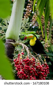 The National Bird Of Belize, Keel Billed Toucan Perched On A Palm Tree