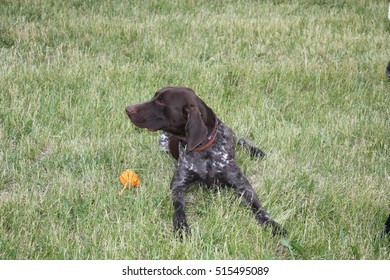 National Dog Show In Moscow In The Summer