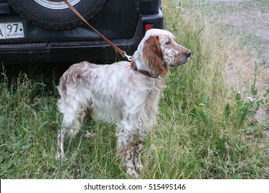 National Dog Show In Moscow In The Summer