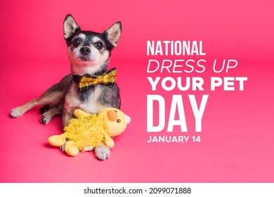 National Dress Up Your Pet Day. January 14. Holiday Concept. Template For Pink Background, Banner, Card, Poster With Text .