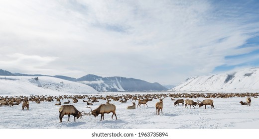 National Elk Refuge, Jackson Hole - Shutterstock ID 1963735894