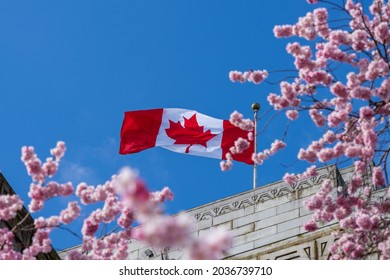 National Flag Of Canada And Cherry Blossoms In Full Bloom. Concept Of Canadian Urban City Life In Spring Time. Vancouver City Hall.