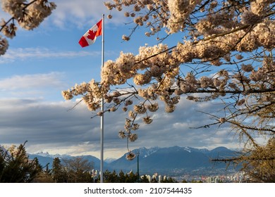 National Flag Of Canada And Cherry Blossoms In Full Bloom. Concept Of Canadian Urban City Life In Spring Time. Queen Elizabeth Park, Vancouver, BC, Canada.