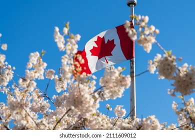 National Flag Of Canada And Cherry Blossoms In Full Bloom. Concept Of Canadian Urban City Life In Spring Time.