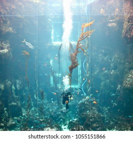 National Museum Of Marine Biology And Aquarium, Checheng, Pingtung, Taiwan - 25 Sept 2014: A Worker Diving In Public Aquarium