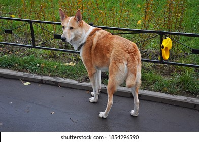National Mutt Day White-red Dog Dog