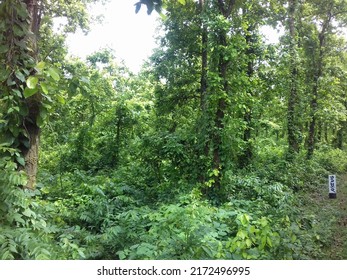 National Park Of Bangladesh,The People Of Bangladesh Call It Gajari Forest,It Is Located Over A Large Area Of Tangail Gazipur Mymensingh District In Bangladesh