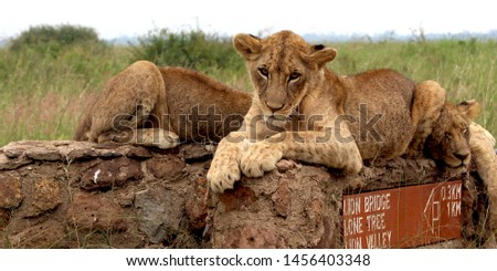 National Park Nairobi Kenya Africa Wildlife EarlyMorning Story Lion Bridge Three Lioness Laying Peacefully Sleeping Comfortable Lioness Watching Beautiful Eyes Fearless Look Pride Cat Mammal Predator 