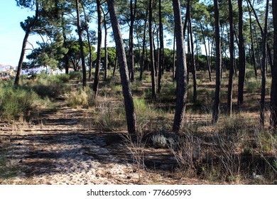 National Park Of The Serra De Sao Mamede