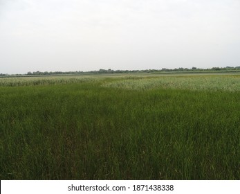 Hortobágy National Park Tisza Lake