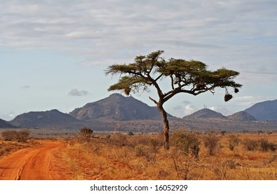 National Park Tsavo East Kenya