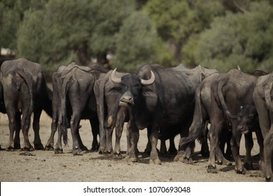 national park in Tunisia - funny water buffaloes, with one big male with big horns and strong face expression, outside on a dry sandy soil and trees in the background on a summer day