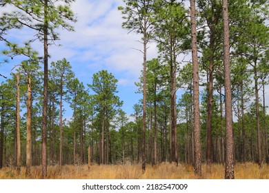 a national park woodland parkland forest woods trees pine coniferous tree conifer wood lumber forestry