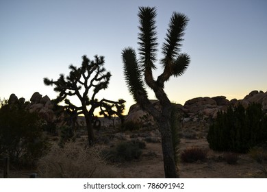 National Parks Including The Grand Canyon And Joshua Tree, Select Few From Ghost Town Jerome Arizona. 