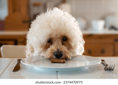 National pet month. Bishon Frise dog sits at the dinner table with a plate and cutlery, eating a dog treat. Cute and humorous picture.